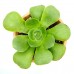 Aeonium Green Platters Suculenta