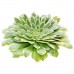 Aeonium Emerald Ice Suculenta